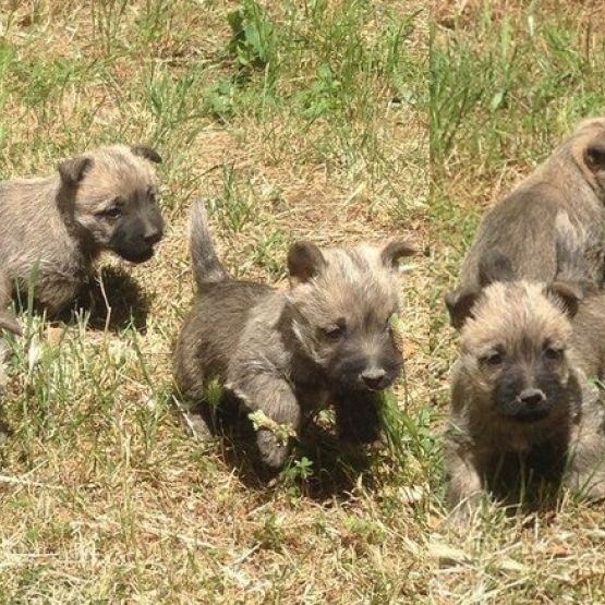 Image pour l'annonce Chiots Cairn Terrier à vendre
