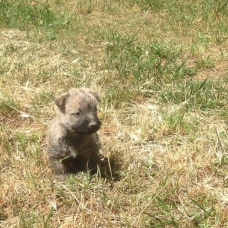 Image pour l'annonce Chiots Cairn Terrier à vendre