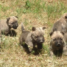 Image pour l'annonce Chiots Cairn Terrier à vendre
