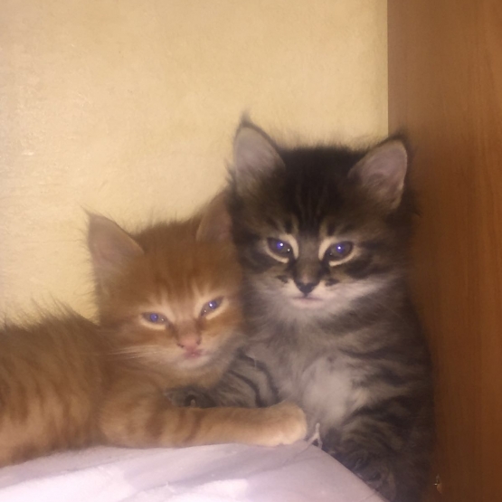 Image pour l'annonce Donne deux chatons