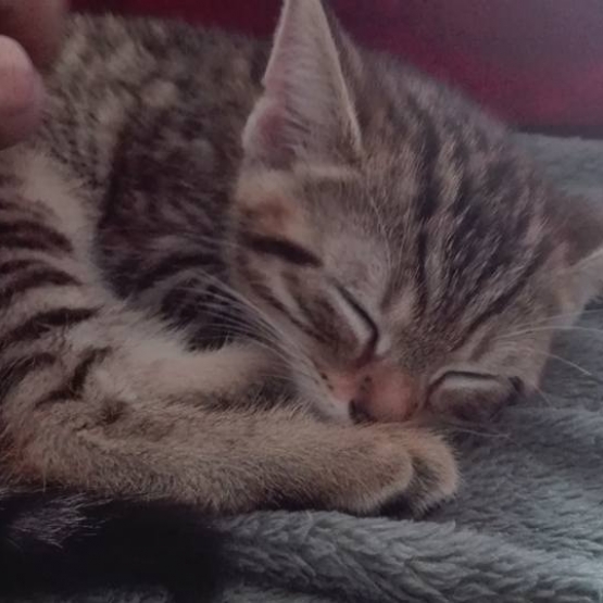 Image pour l'annonce Donne chaton tigré de 2 mois sevrer et propre