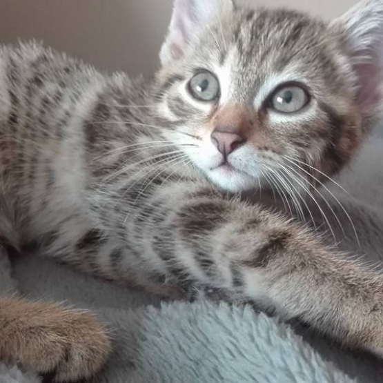 Image pour l'annonce Donne chaton tigré de 2 mois sevrer et propre