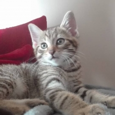 Image pour l'annonce Donne chaton tigré de 2 mois sevrer et propre
