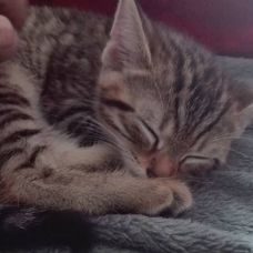 Image pour l'annonce Donne chaton tigré de 2 mois sevrer et propre