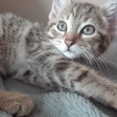 Image pour l'annonce Donne chaton tigré de 2 mois sevrer et propre