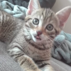 Image pour l'annonce Donne chaton tigré de 2 mois sevrer et propre