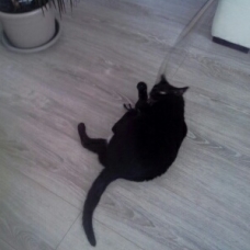 Image pour l'annonce Donne Calie chatte noir