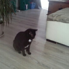 Image pour l'annonce Donne Calie chatte noir