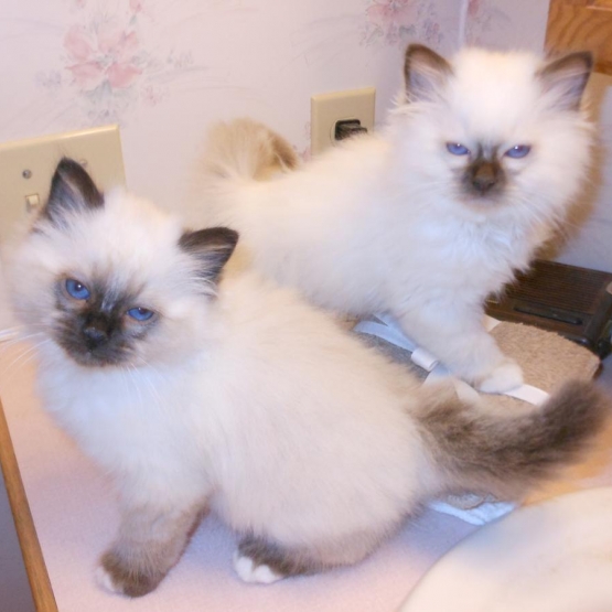 Image pour l'annonce Vends, Chatons Sacré de Birmanie