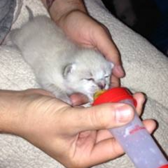Image pour l'annonce Donne deux chatons blanc types siamois