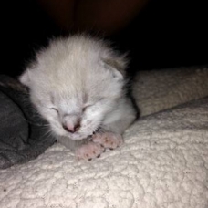 Image pour l'annonce Donne deux chatons blanc types siamois