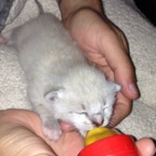 Image pour l'annonce Donne deux chatons blanc types siamois