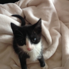 Image pour l'annonce Donne 3 chatons mâles