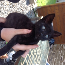 Image pour l'annonce Donne 3 chatons mâles