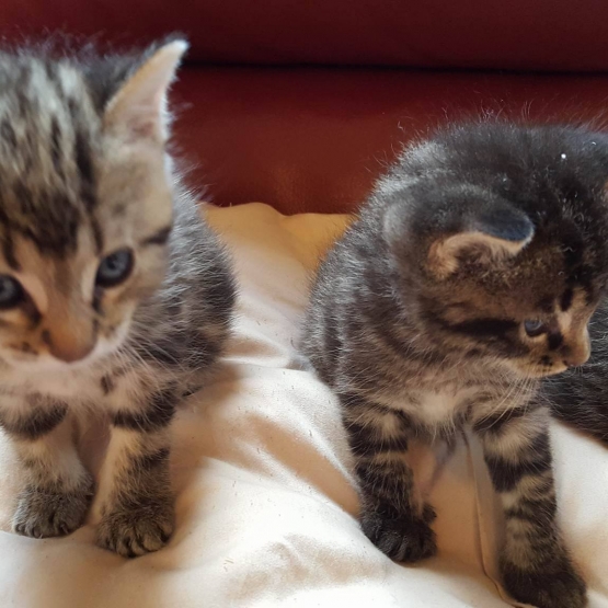 Image pour l'annonce donne chaton
