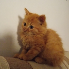 Image pour l'annonce Chaton femelle cherche bonne maison
