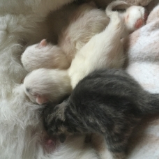 Image pour l'annonce chaton