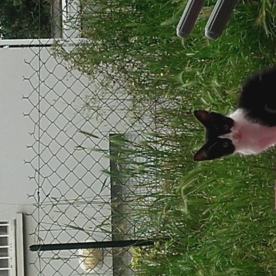 Image pour l'annonce Chaton de 3 mois