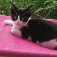 Image pour l'annonce Chaton de 3 mois