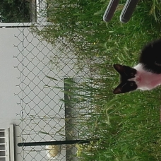 Image pour l'annonce Chaton de 3 mois