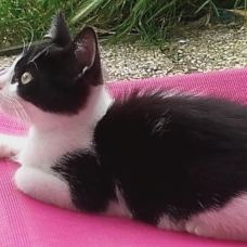 Image pour l'annonce Chaton de 3 mois