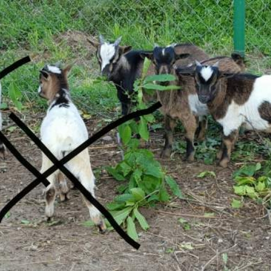 Image pour l'annonce Chevreaux nains