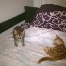 Image pour l'annonce donne chaton roux et écaille de tortue