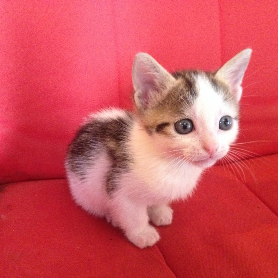 Image pour l'annonce Donne chatons