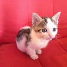 Image pour l'annonce Donne chatons
