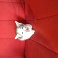 Image pour l'annonce Donne chatons