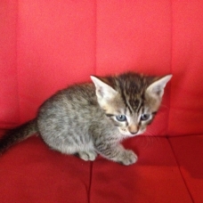 Image pour l'annonce Donne chatons