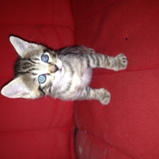 Image pour l'annonce Donne chatons