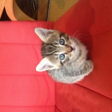 Image pour l'annonce Donne chatons