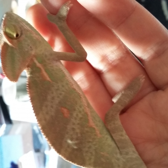 Image pour l'annonce Vends Caméléon calyptratus + terrarium + meuble