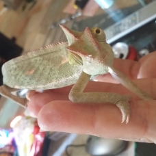 Image pour l'annonce Vends Caméléon calyptratus + terrarium + meuble