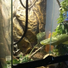 Image pour l'annonce Vends Caméléon calyptratus + terrarium + meuble