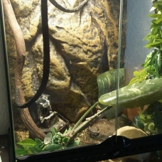 Image pour l'annonce Vends Caméléon calyptratus + terrarium + meuble