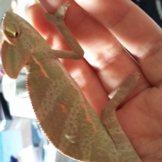Image pour l'annonce Vends Caméléon calyptratus + terrarium + meuble