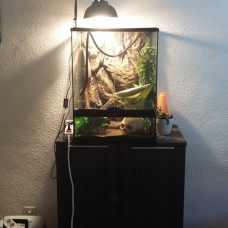 Image pour l'annonce Vends Caméléon calyptratus + terrarium + meuble