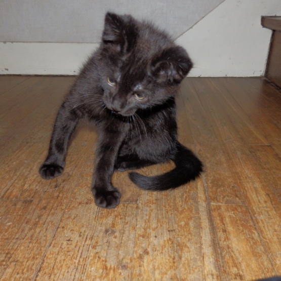 Image pour l'annonce Donne chaton mâle de 2 mois et demi