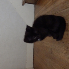 Image pour l'annonce Donne chaton mâle de 2 mois et demi