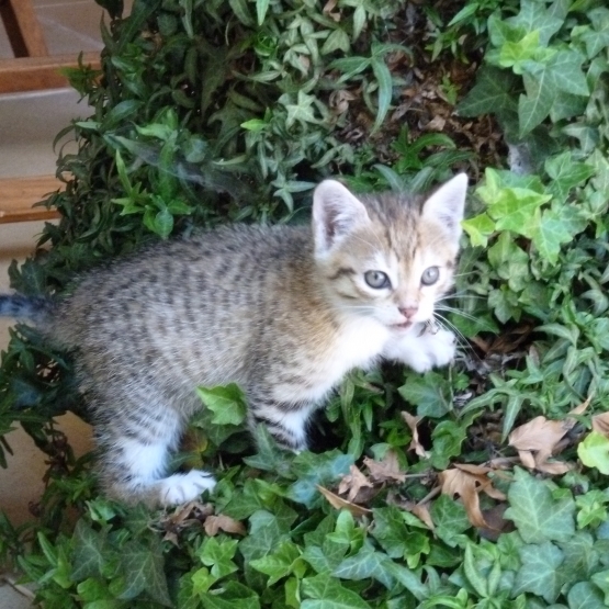 Image pour l'annonce donne chaton
