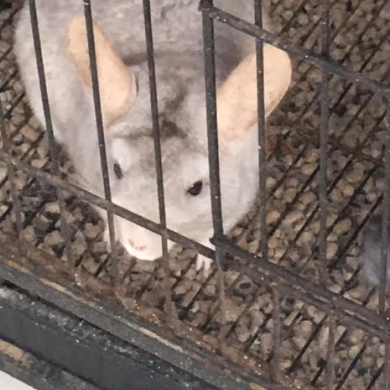 Image pour l'annonce DONNE 4 CHINCHILLAS
