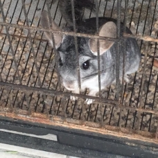 Image pour l'annonce DONNE 4 CHINCHILLAS