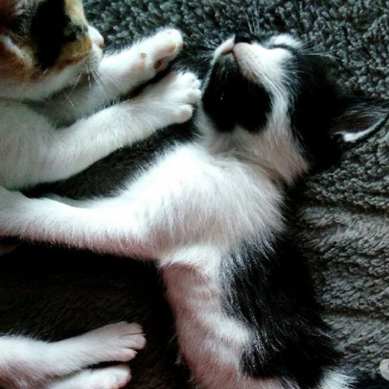 Image pour l'annonce Chatons à adopter