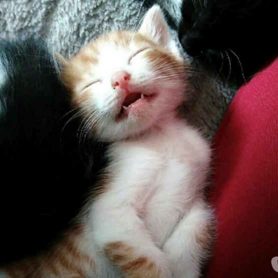 Image pour l'annonce Chatons à adopter