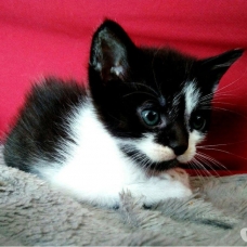 Image pour l'annonce Chatons à adopter