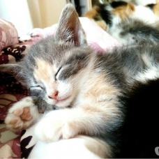 Image pour l'annonce Chatons à adopter