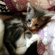 Image pour l'annonce Chatons à adopter