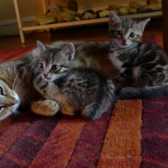 Image pour l'annonce Donne chatons tigrés